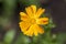 Calendula officinalis flowering plant, marigold orange flowers in bloom, orange flowerhead, morning dew drops