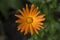 Calendula officinalis flowering plant, marigold orange flowers in bloom, orange flowerhead, morning dew drops