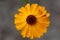 Calendula officinalis flowering plant, marigold orange flowers in bloom, orange petals and brown center
