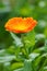 Calendula Officinalis in garden