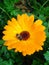 Calendula officinalis. Medicinal calendula flower after rain