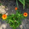 Calendula officinalis plan