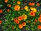 Calendula officinalis plan