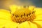 Calendula officinalis - pot marigold.