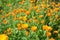 Calendula officinalis or Pot Marigold, Common Marigold, Scotch Marigold, Ruddles, Pot Marigold.