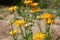 Calendula officinalis or Pot Marigold, Common Marigold, Scotch Marigold, Ruddles, Pot Marigold.