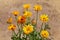 Calendula officinalis or Pot Marigold, Common Marigold, Scotch Marigold, Ruddles, Pot Marigold.