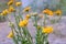 Calendula officinalis or Pot Marigold, Common Marigold, Scotch Marigold, Ruddles, Pot Marigold.