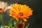 Calendula officinalis, the pot marigold, yellow