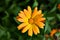 Calendula Officinalis Wallpaper