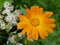 Calendula officinalis â€” herbaceous plant of the genus Calendula of the family Aster & x28;Asteraceae& x29;.