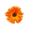 Calendula orange with dark core