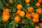 Calendula orange flowers