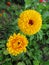 Calendula Pacific Calendula officinalis in the garden