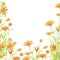 Calendula pattern, marigold card isolate watercolor white background