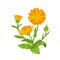Calendula plant. Orange medicinal flower with green leaves and stems.