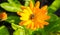 Calendula plants of the genus Tagetes. The common name refers to the Virgin Mary. Popular herbal and cosmetic products,