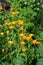 Calendula plants of the genus Tagetes. The common name refers to the Virgin Mary. Popular herbal and cosmetic products,