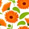 Calendula seamless pattern. Flowers with leaves on white