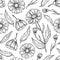 Calendula seamless pattern. Isolated medical flower and leaves