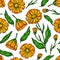 Calendula seamless pattern. Isolated medical flower and leaves.