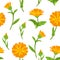 Calendula seamless pattern. Orange bright flowers