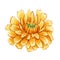 Calendula single flower top view. Watercolor illustration. Yellow medical natural herb blossom. Organic Calendula