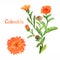 Calendula stem with flowers and leaves, separate flower, isolated on white background hand painted watercolor illustration