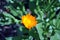 Calendula stem with flowers and leaves, top view, soft blurry