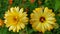 Calendula. Two yellow marigold flowers with a dark center close-up. Beautiful yellow chrysanthemums grow in a flower bed in the