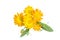 Calendula , yellow flowers on a white background