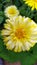 Calendula. Yellow marigold flower close-up. Beautiful yellow daisies grow in a flower bed in the garden