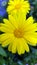 Calendula. Yellow marigold flower close-up with dew drops on the petals. Beautiful yellow chrysanthemums grow in a flower bed in