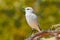 Calendulauda erythrochlamys, Dune Lark, lives in the sand dunes of the Namib Desert, completely endemic. White bird sitting on the
