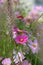 Calenduleae Osteospermum daisy bushes flower