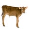 Calf (45 days)