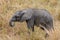 Calf of African elephant (Loxodonta) at the Tarangire national park, Tanzania. Wildlife photo