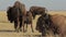 Calf of American Bison Sucks His Mother