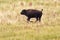 Calf of american buffalo on the meadow