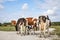 Calf amid adult caring cows, they all cuddle the baby