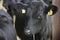 Calf In Barn