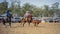 A Calf Being Roped At A Country Rodeo