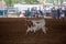 Calf Being Roped At A Rodeo