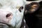 A calf close-up, a calf chewing hay. Serious bull.