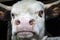 A calf close-up, a calf chewing hay. Serious bull.