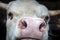 A calf close-up, a calf chewing hay. Serious bull.