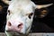 A calf close-up, a calf chewing hay. Serious bull.