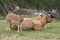 Calf and cow Asturian race.