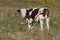 Calf cows on green pasture