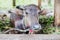 A Calf of A Domestic Asian Buffalo,Gorkha Nepal